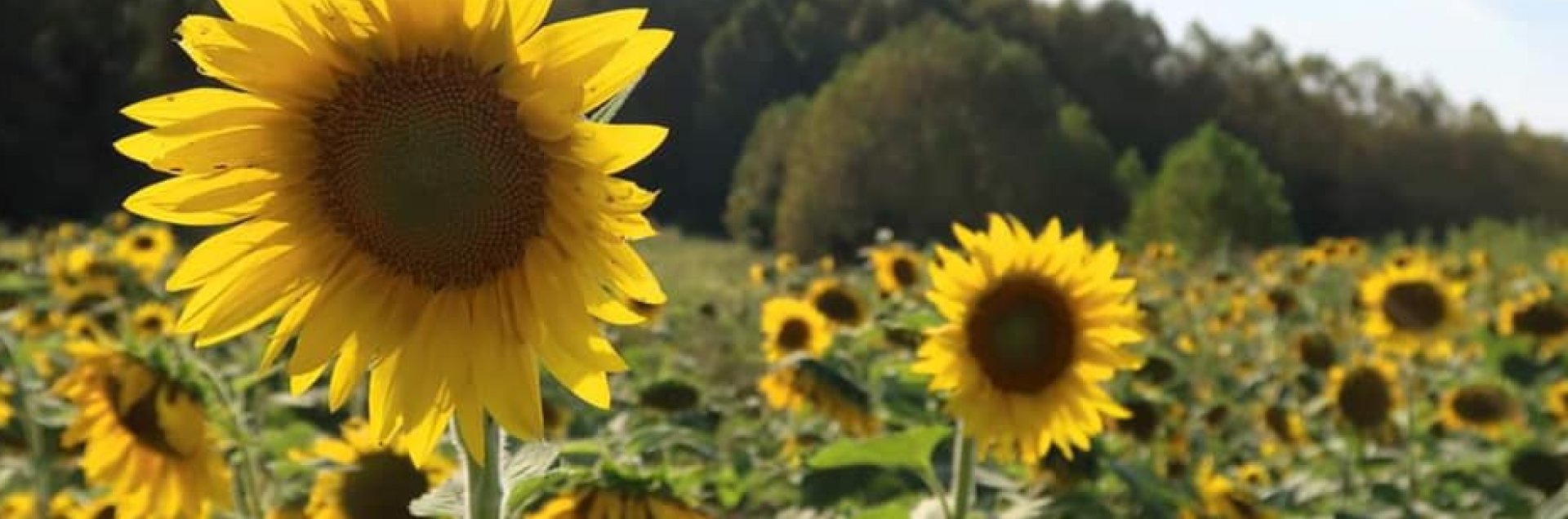 Sunflower Fields 